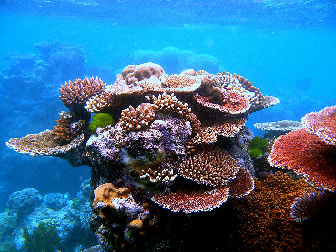 Coral — verified 16:9 public domain landscape news photograph