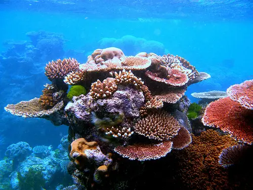 Coral — verified 16:9 public domain landscape news photograph