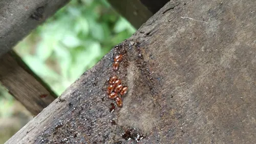 Authentic publisher wire photograph: Invasive Hive Beetle Ravages Karnataka Apiaries, Wiping Out 800 Colonies